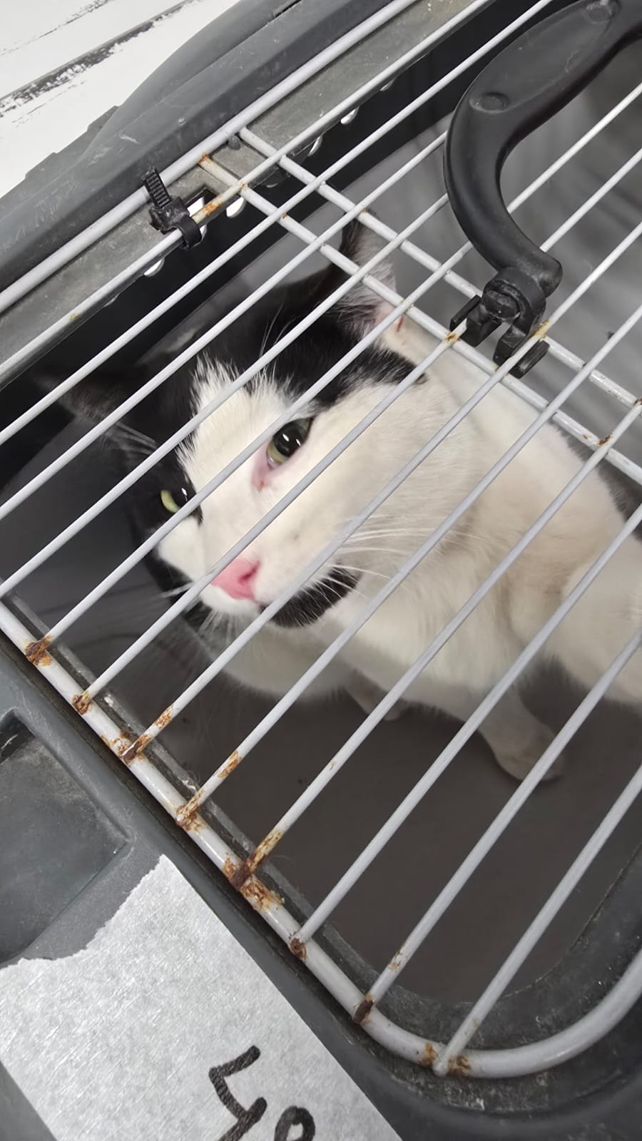 ⚠️ SPRING SPAYATHON – DAY 1 COMPLETE 🐾