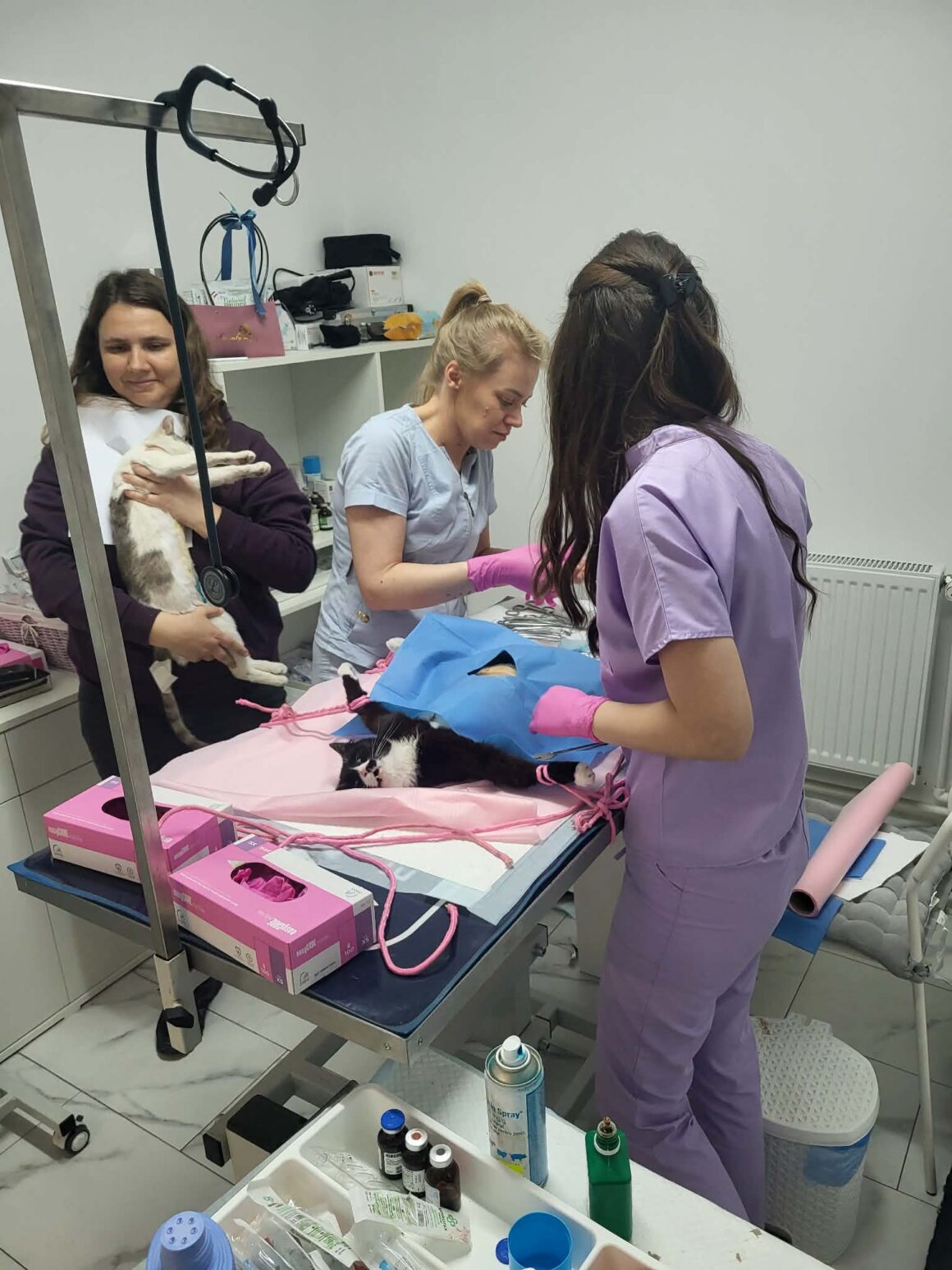 ⚠️ SPRING SPAYATHON – DAY 1 COMPLETE 🐾