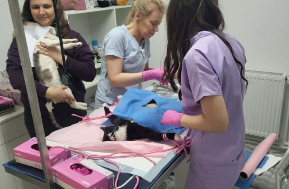 🔊SPRING SPAYATHON COMPLETE 🐾