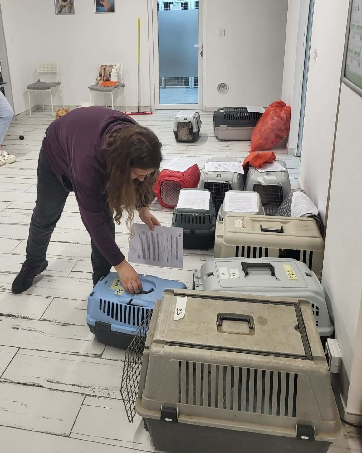 the-great-catsby-photo_10 🔊SPRING SPAYATHON COMPLETE 🐾