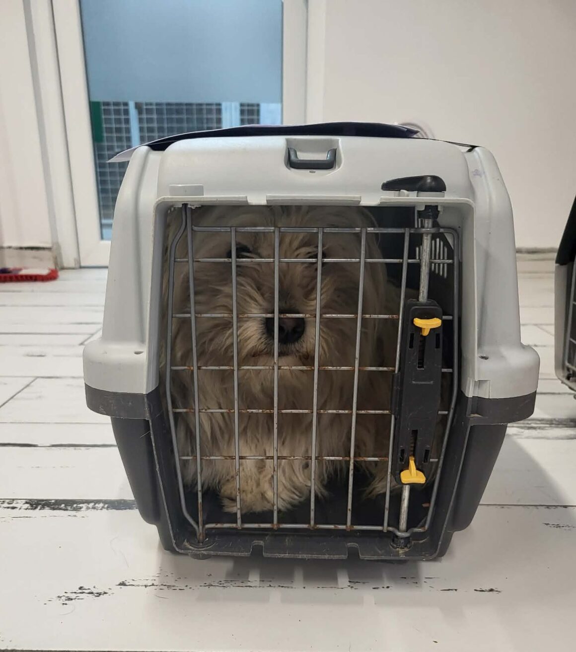 the-great-catsby-photo_11 🔊SPRING SPAYATHON COMPLETE 🐾