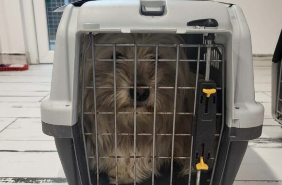 🔊SPRING SPAYATHON COMPLETE 🐾