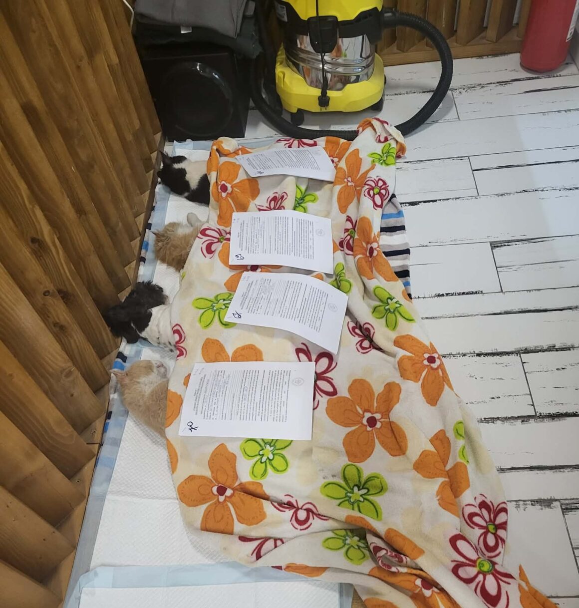 the-great-catsby-photo_12 🔊SPRING SPAYATHON COMPLETE 🐾