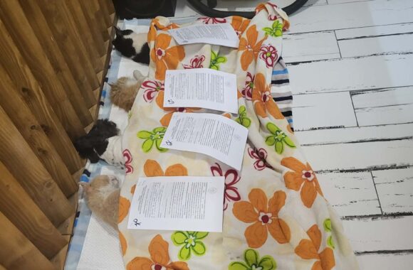 🔊SPRING SPAYATHON COMPLETE 🐾