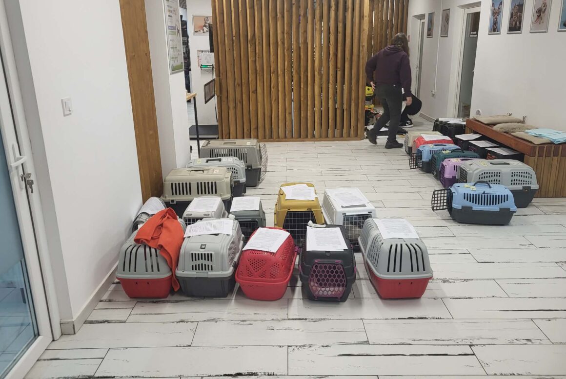 the-great-catsby-photo_13 🔊SPRING SPAYATHON COMPLETE 🐾