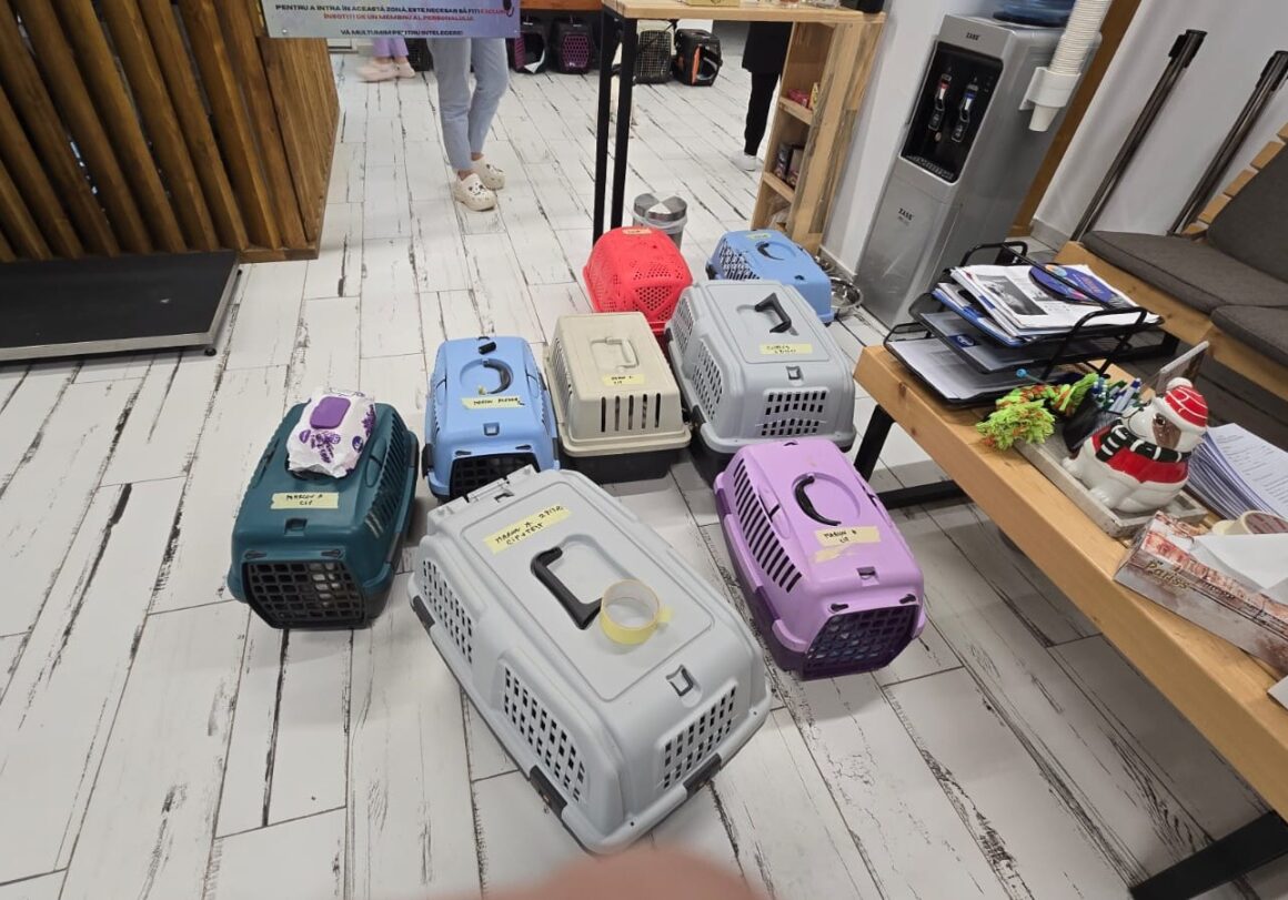 the-great-catsby-photo_17 🔊SPRING SPAYATHON COMPLETE 🐾