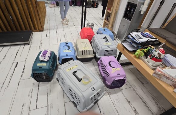 🔊SPRING SPAYATHON COMPLETE 🐾