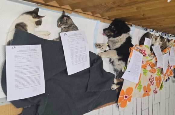 🔊SPRING SPAYATHON COMPLETE 🐾