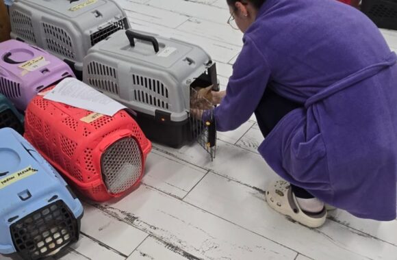 🔊SPRING SPAYATHON COMPLETE 🐾