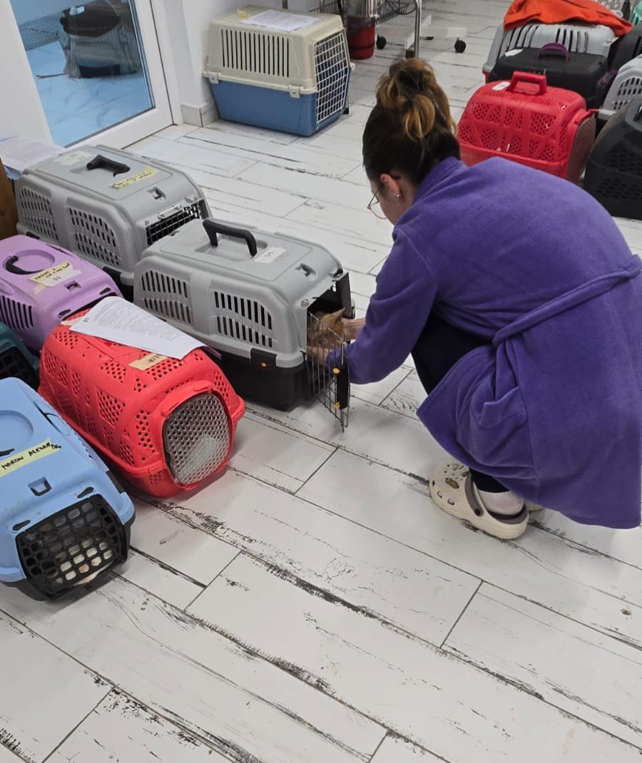 the-great-catsby-photo_2 🔊SPRING SPAYATHON COMPLETE 🐾