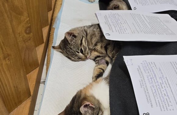 🔊SPRING SPAYATHON COMPLETE 🐾