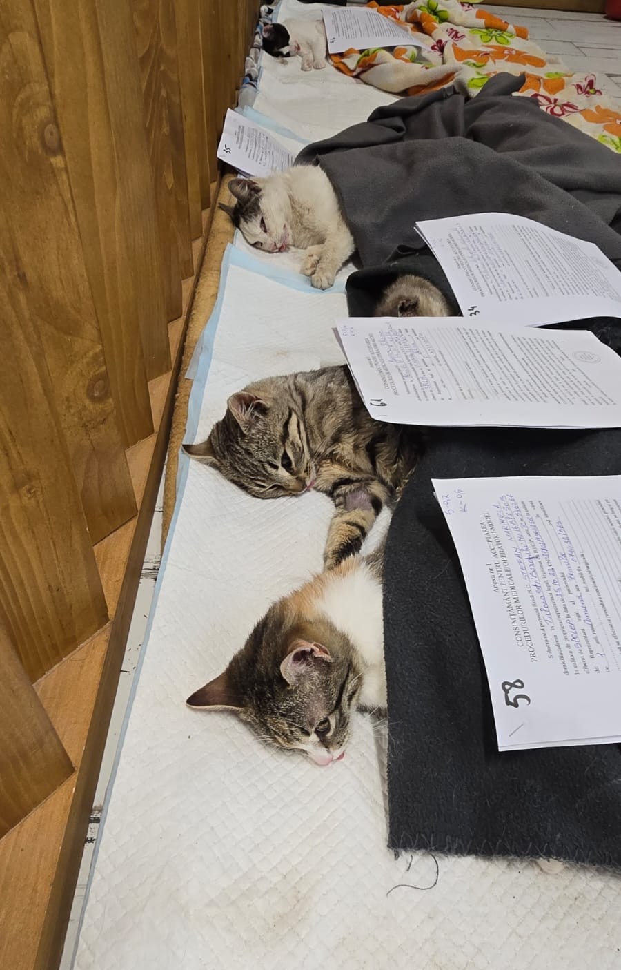 the-great-catsby-photo_20 🔊SPRING SPAYATHON COMPLETE 🐾