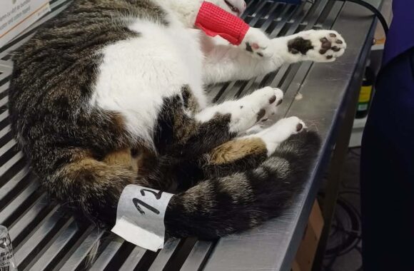 🔊SPRING SPAYATHON COMPLETE 🐾