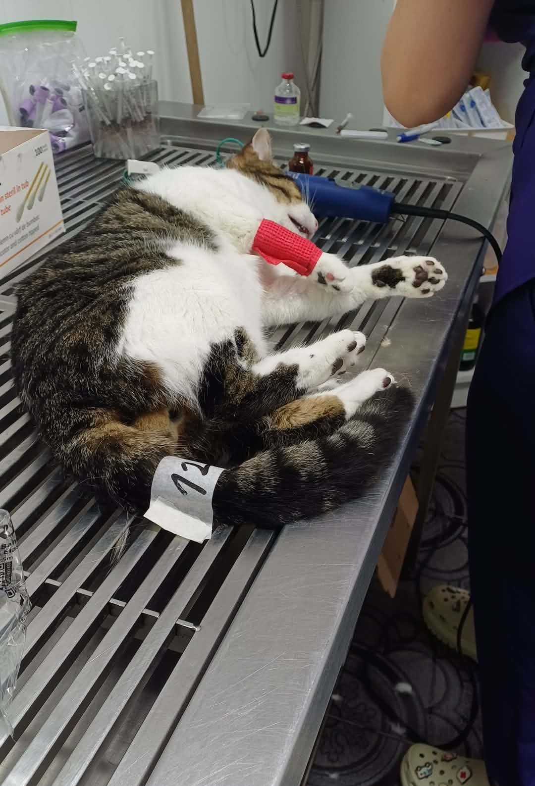 the-great-catsby-photo_22 🔊SPRING SPAYATHON COMPLETE 🐾