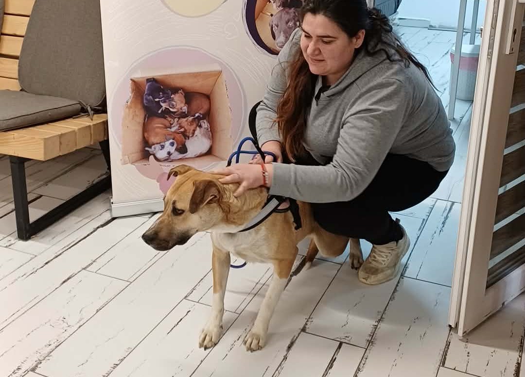 the-great-catsby-photo_23 🔊SPRING SPAYATHON COMPLETE 🐾