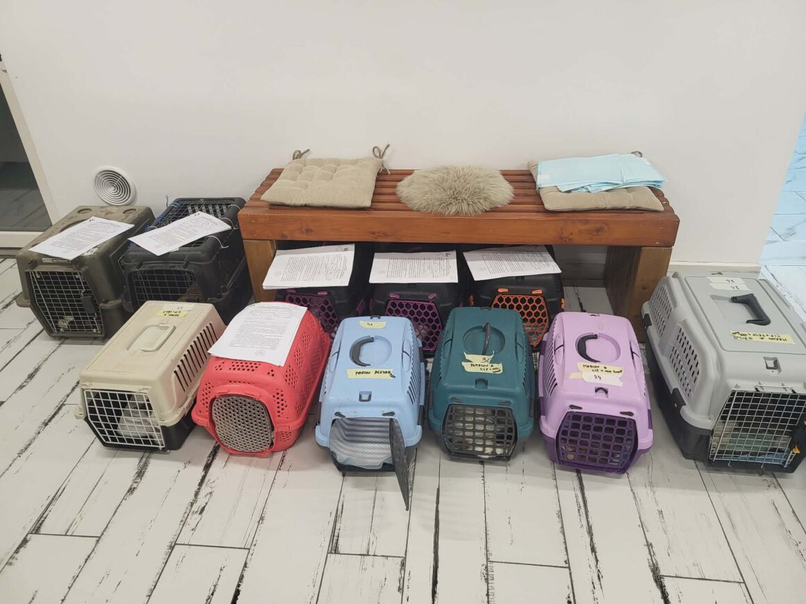 the-great-catsby-photo_24 🔊SPRING SPAYATHON COMPLETE 🐾