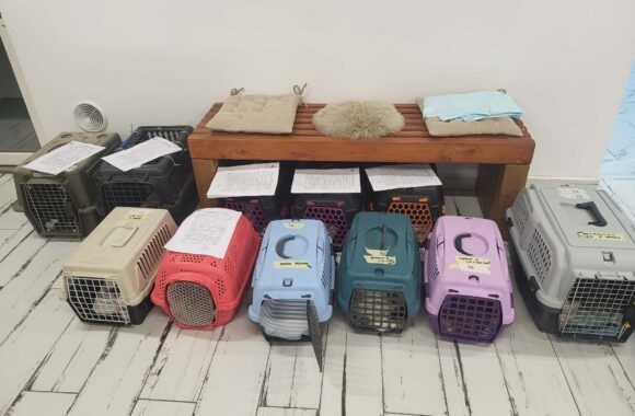 🔊SPRING SPAYATHON COMPLETE 🐾