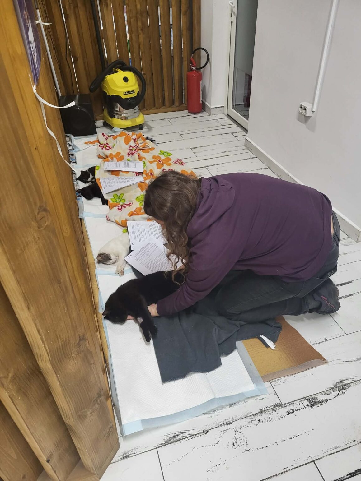 the-great-catsby-photo_25 🔊SPRING SPAYATHON COMPLETE 🐾