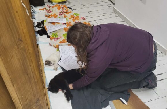 🔊SPRING SPAYATHON COMPLETE 🐾