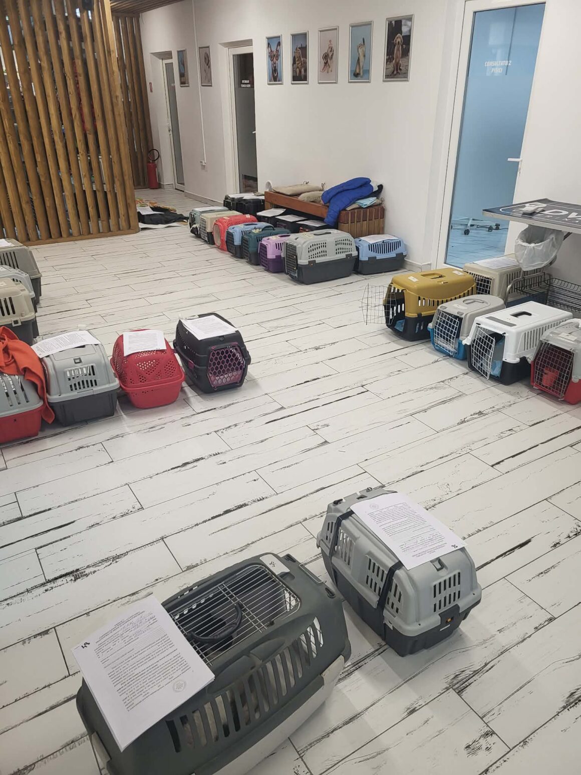 the-great-catsby-photo_27 🔊SPRING SPAYATHON COMPLETE 🐾