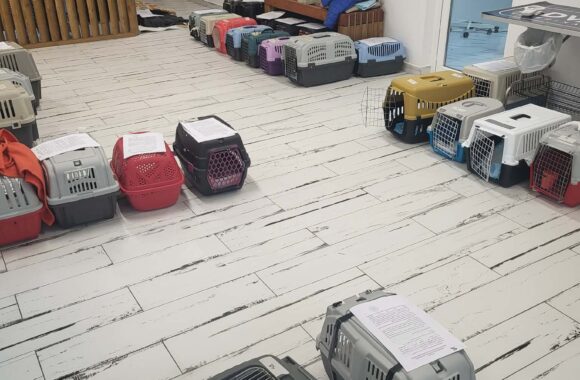 🔊SPRING SPAYATHON COMPLETE 🐾