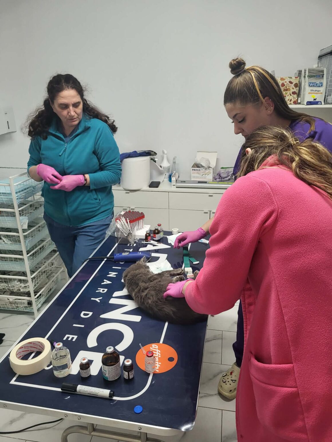 the-great-catsby-photo_28 🔊SPRING SPAYATHON COMPLETE 🐾