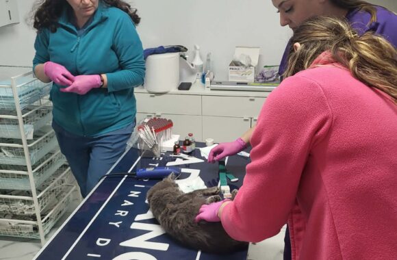 🔊SPRING SPAYATHON COMPLETE 🐾