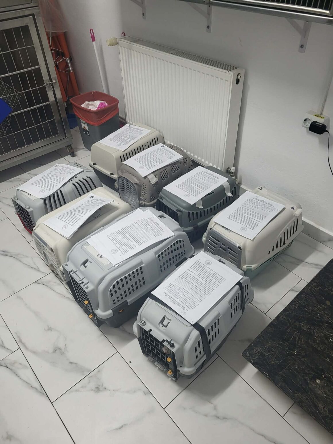 the-great-catsby-photo_29 🔊SPRING SPAYATHON COMPLETE 🐾