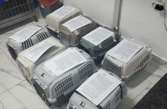 🔊SPRING SPAYATHON COMPLETE 🐾