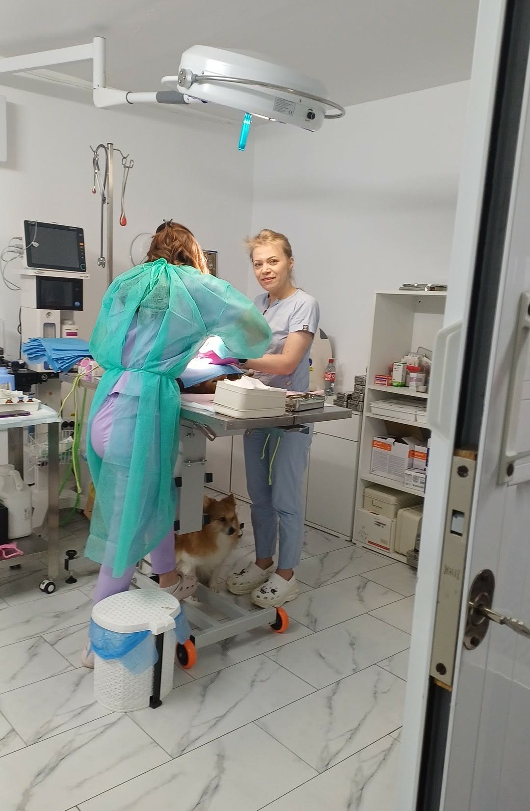 the-great-catsby-photo_3 🔊SPRING SPAYATHON COMPLETE 🐾