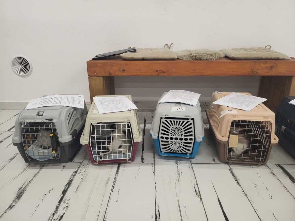 the-great-catsby-photo_30 🔊SPRING SPAYATHON COMPLETE 🐾