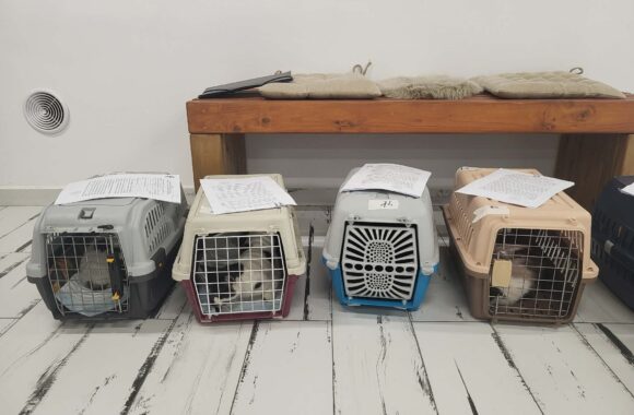 🔊SPRING SPAYATHON COMPLETE 🐾