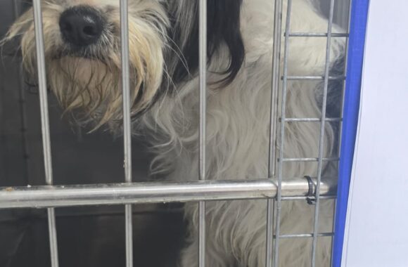 🔊SPRING SPAYATHON COMPLETE 🐾