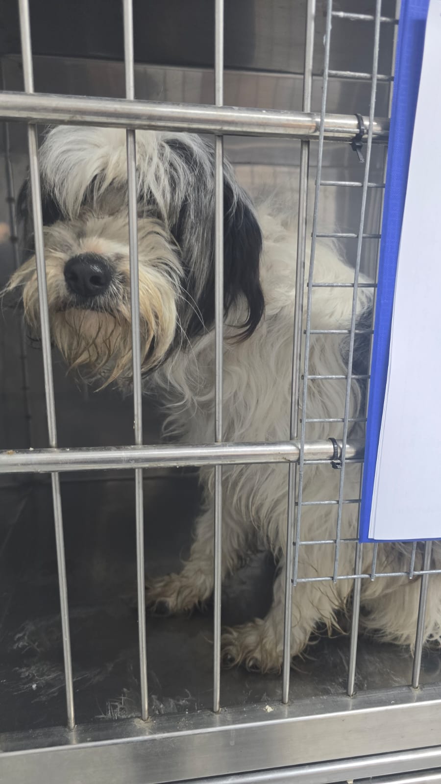 the-great-catsby-photo_31 🔊SPRING SPAYATHON COMPLETE 🐾