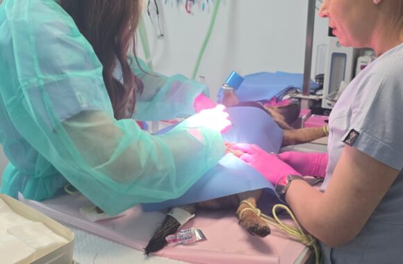 🔊SPRING SPAYATHON COMPLETE 🐾