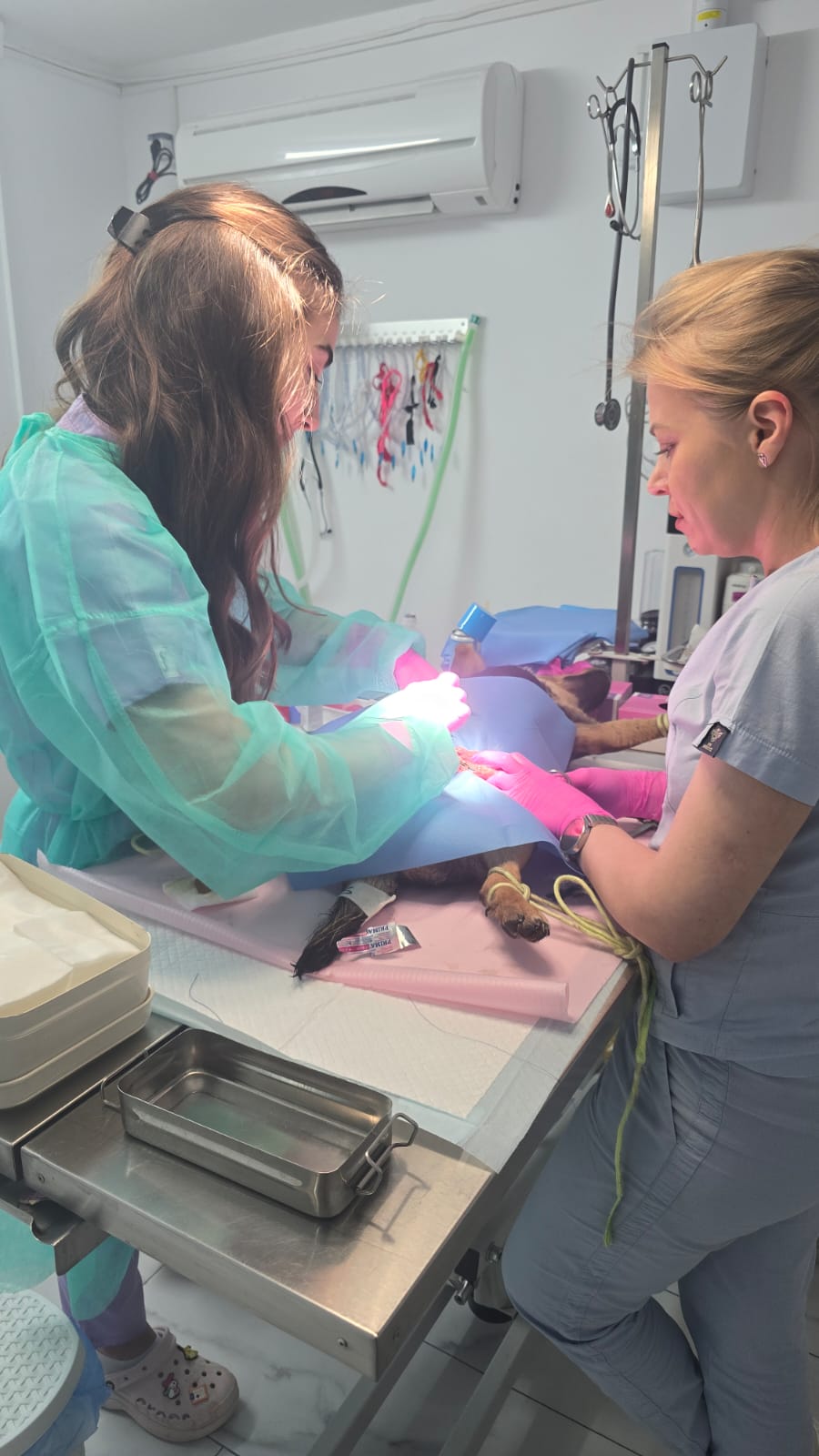 the-great-catsby-photo_32 🔊SPRING SPAYATHON COMPLETE 🐾