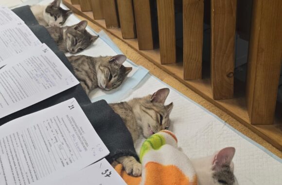 🔊SPRING SPAYATHON COMPLETE 🐾