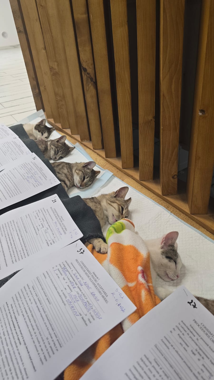 the-great-catsby-photo_33 🔊SPRING SPAYATHON COMPLETE 🐾