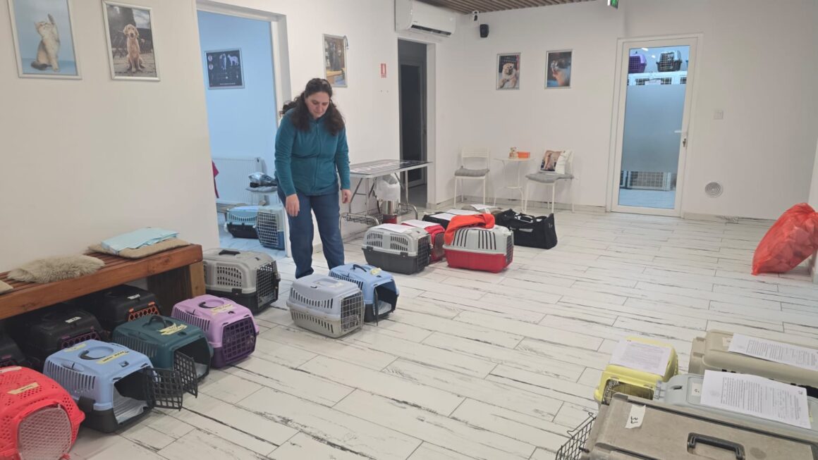 the-great-catsby-photo_34 🔊SPRING SPAYATHON COMPLETE 🐾