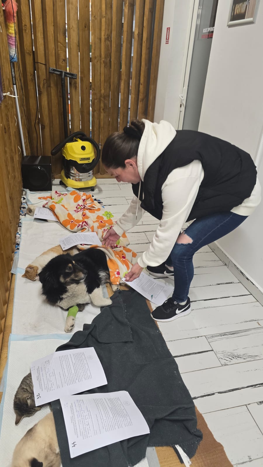 the-great-catsby-photo_35 🔊SPRING SPAYATHON COMPLETE 🐾