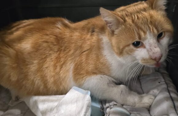 🔊SPRING SPAYATHON COMPLETE 🐾