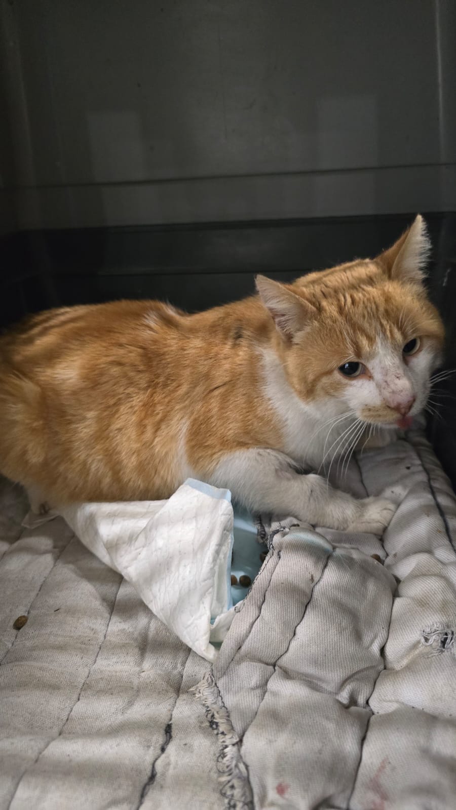 the-great-catsby-photo_36 🔊SPRING SPAYATHON COMPLETE 🐾