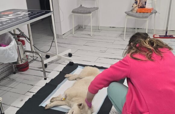 🔊SPRING SPAYATHON COMPLETE 🐾