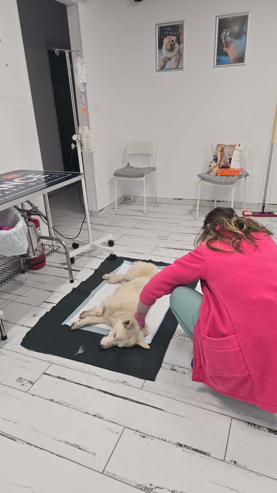 the-great-catsby-photo_38 🔊SPRING SPAYATHON COMPLETE 🐾