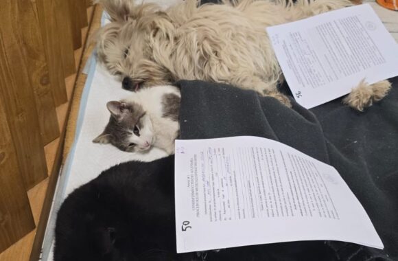 🔊SPRING SPAYATHON COMPLETE 🐾