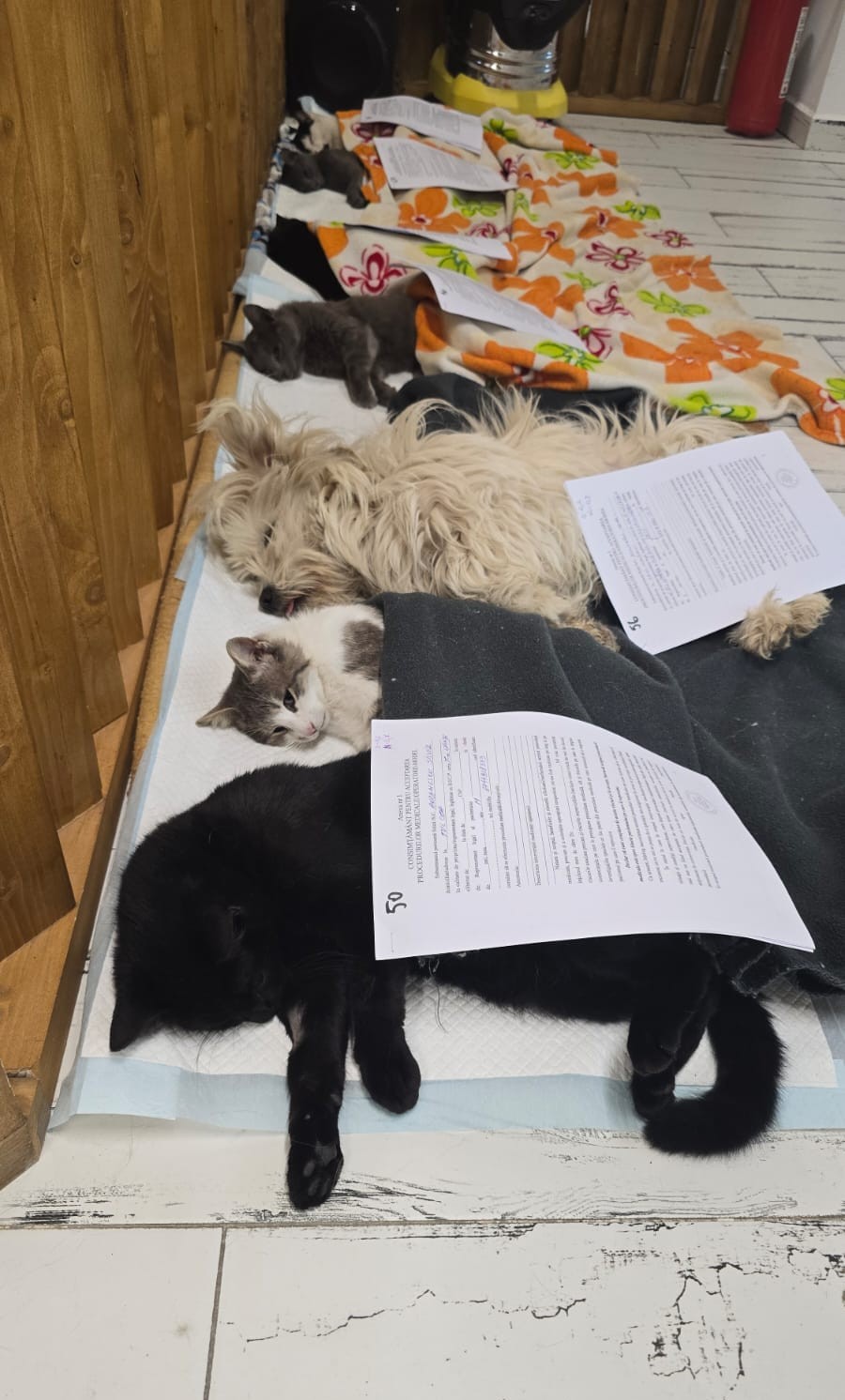 the-great-catsby-photo_4 🔊SPRING SPAYATHON COMPLETE 🐾