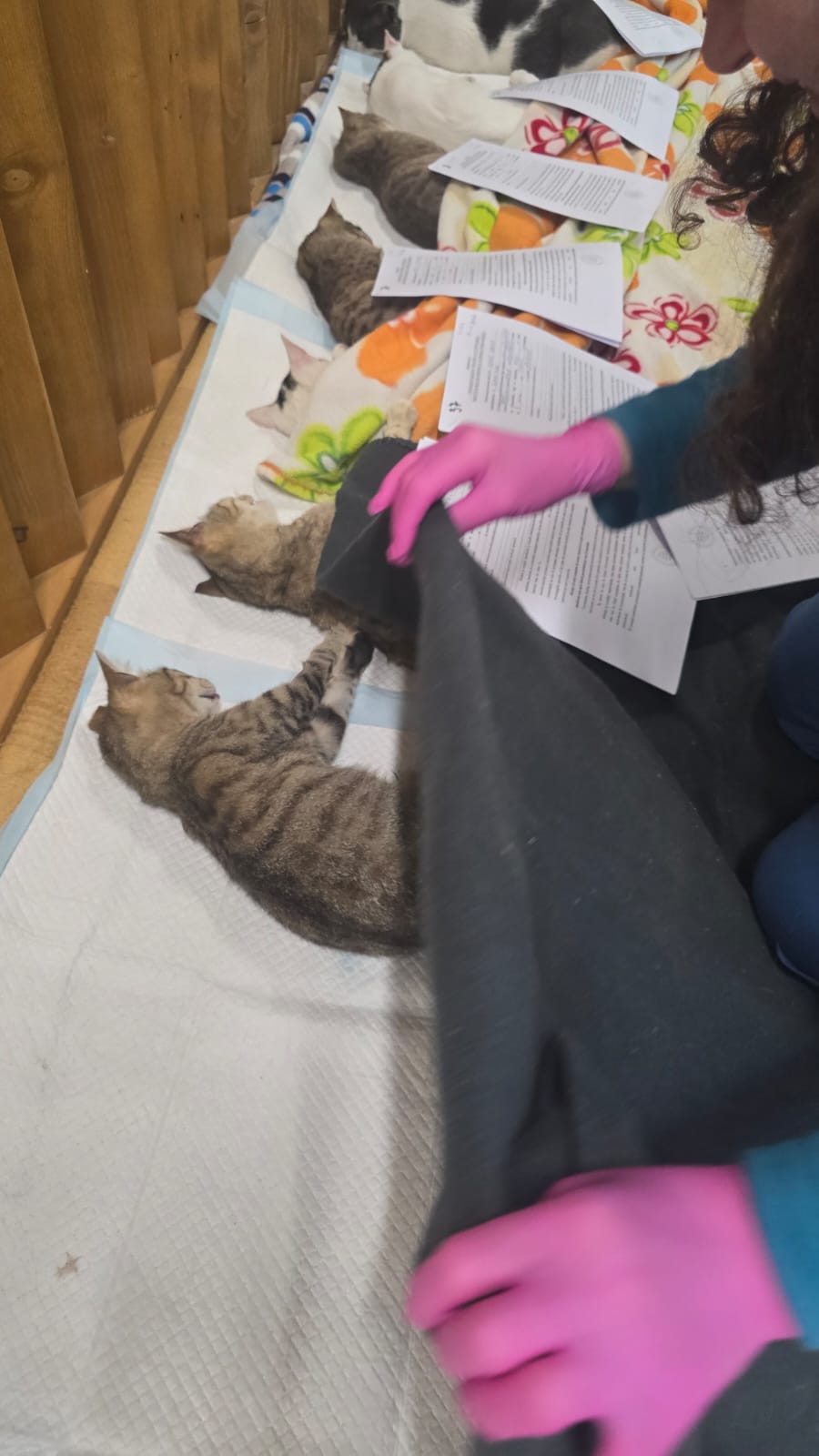 the-great-catsby-photo_40 🔊SPRING SPAYATHON COMPLETE 🐾