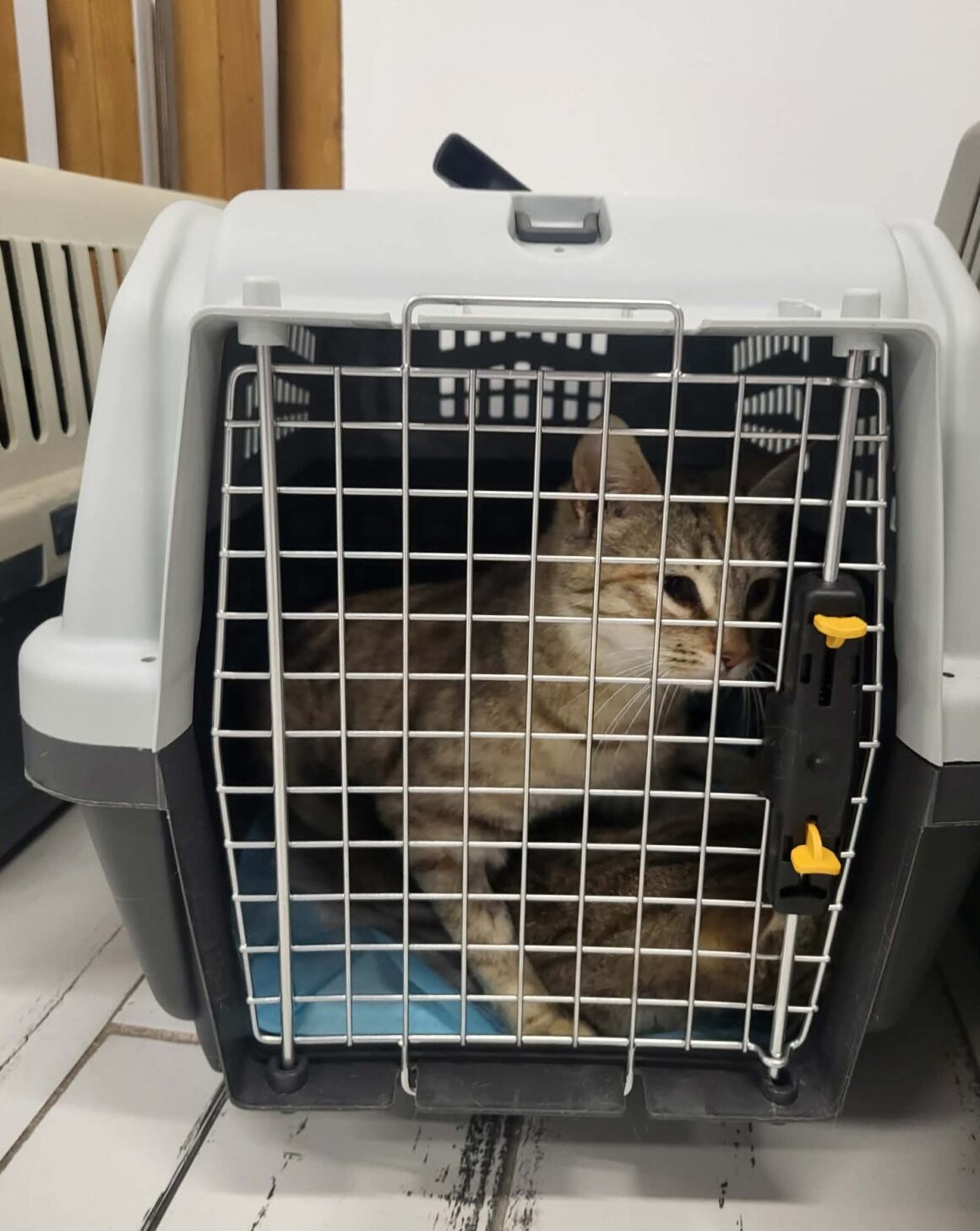 the-great-catsby-photo_5 🔊SPRING SPAYATHON COMPLETE 🐾