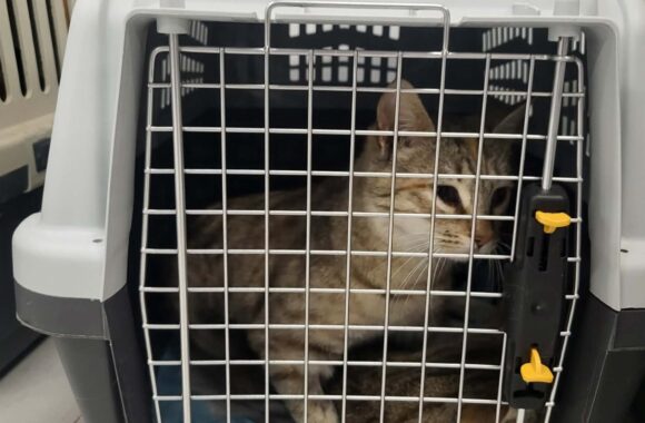 🔊SPRING SPAYATHON COMPLETE 🐾