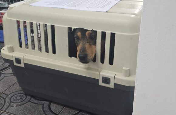 🔊SPRING SPAYATHON COMPLETE 🐾